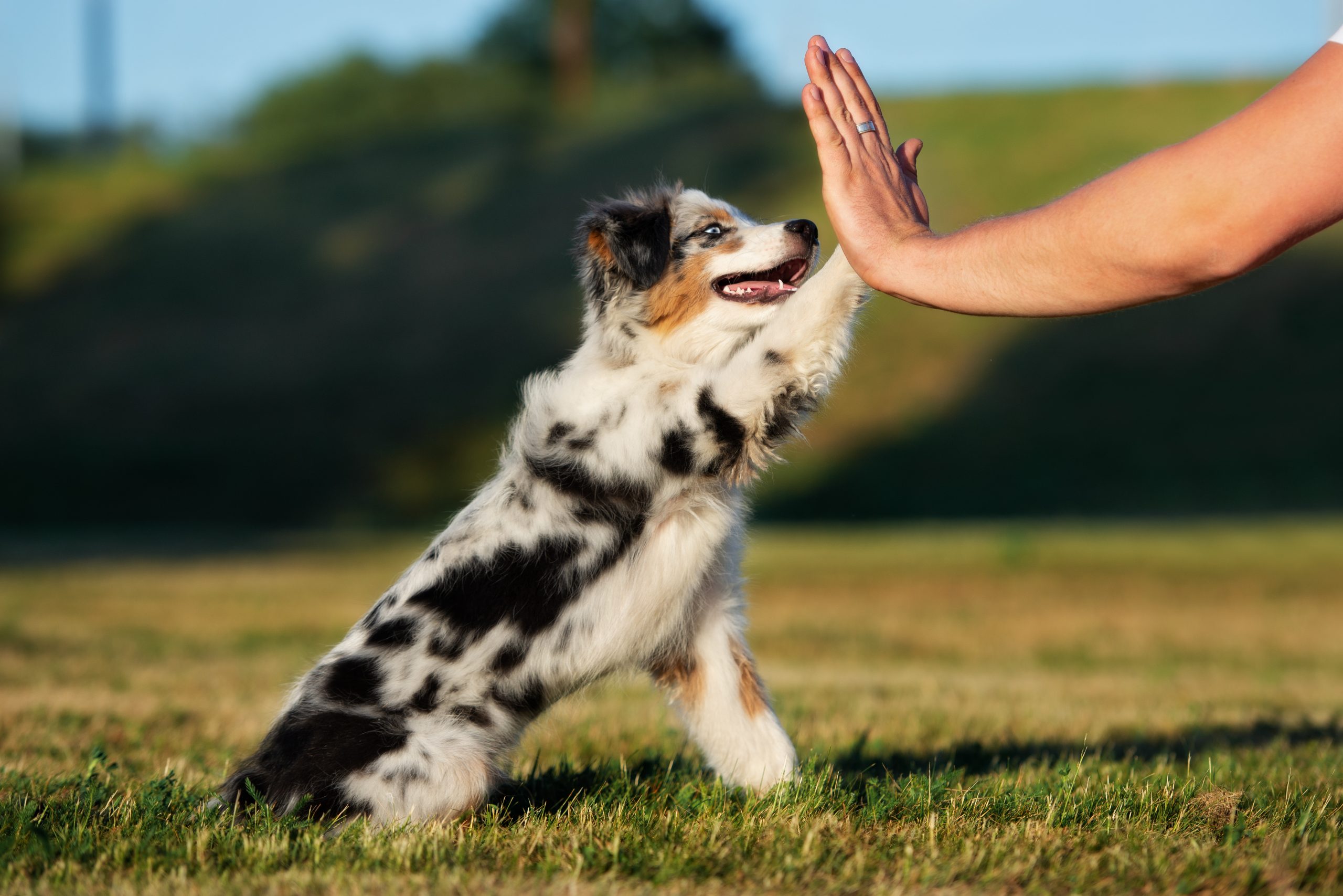 Junger Hund gibt seinem Menschen ein High Five auf der Wiese