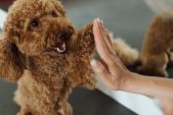https://www.dogteam-leibnitz.at/wp-content/uploads/2025/10/Download1-600x400.jpeg