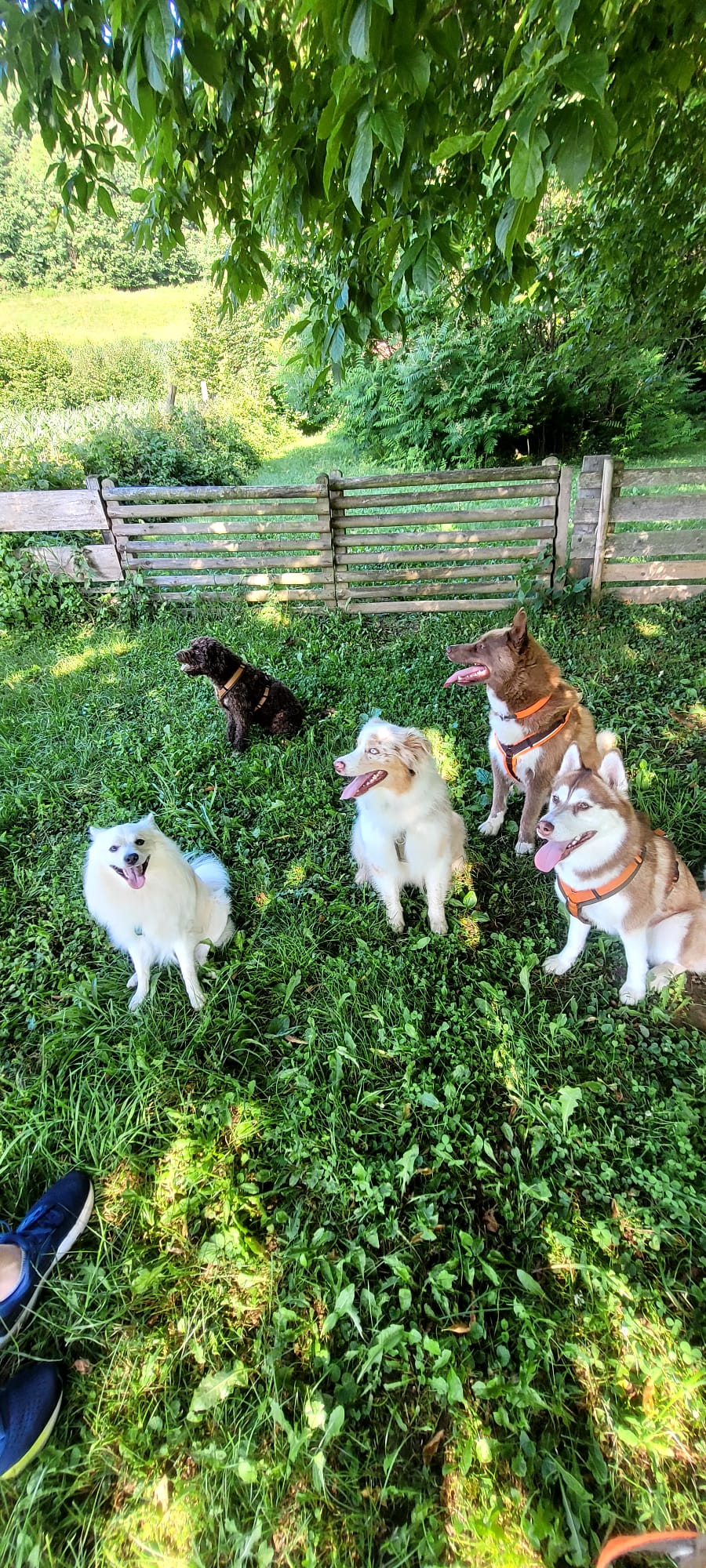 Kleingruppe mit fünf Hunden sitzt entspannt zusammen im Schatten