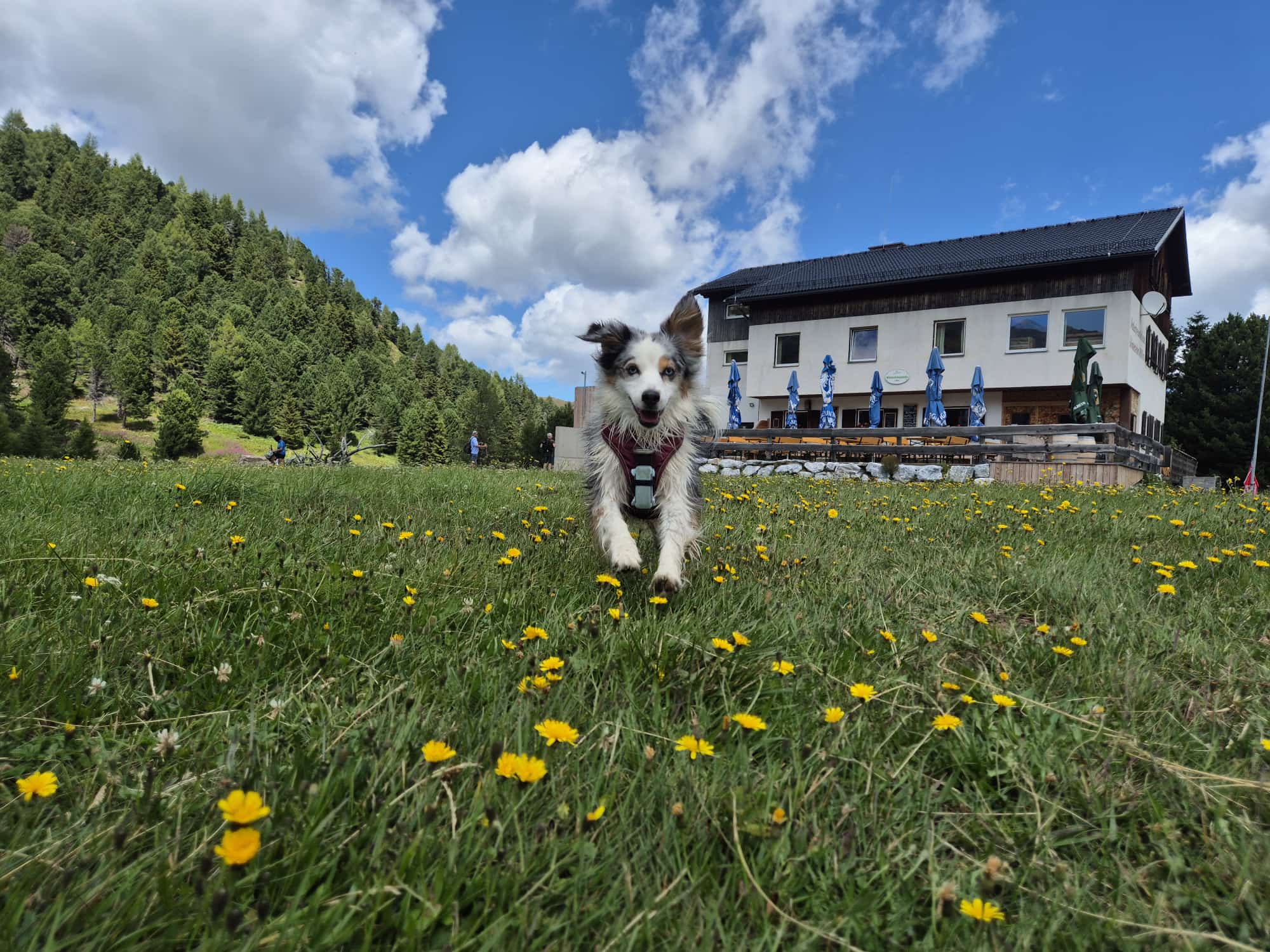 Hund läuft glücklich über eine Blumenwiese