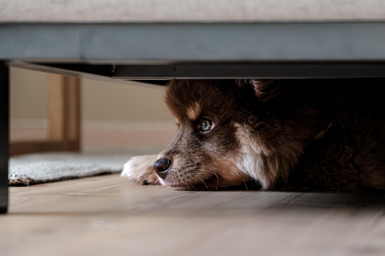 //www.dogteam-leibnitz.at/wp-content/uploads/2026/07/finnish-lapphund-8355620_1280.jpg