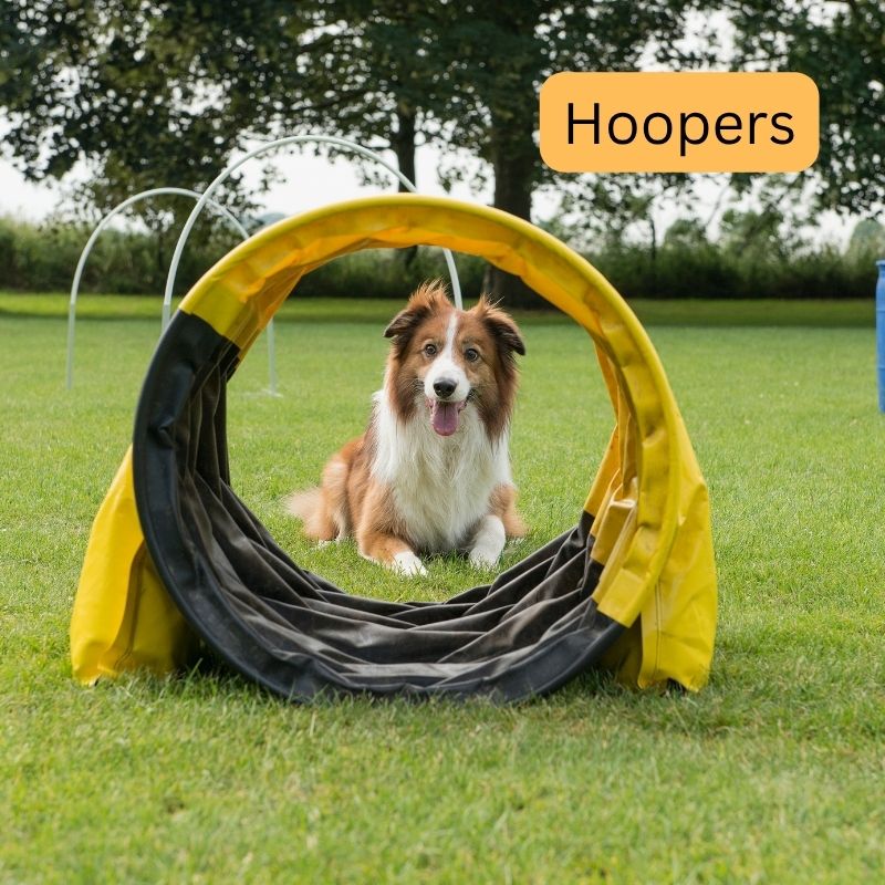 Hund läuft beim Hoopers fröhlich durch einen Bogen