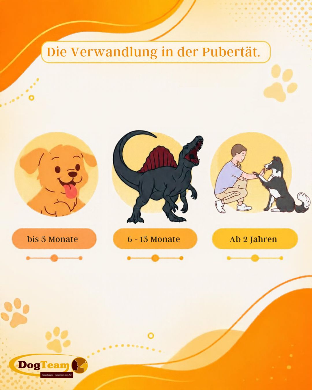 Die Verwandlung in der Pubertät: bis 5 Monate Welpe, 6 bis 15 Monate Pubertät, ab 2 Jahren erwachsen